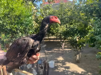 Chickens — foto 7