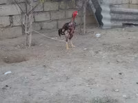 Chickens — تصویر 6