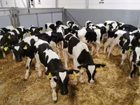 گاو ماده, Russian Black pied cattle — عکس 8