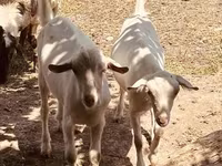 Țap, Alpine goat — foto 2