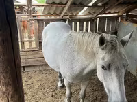 Cavalla, Horse breed — foto 2