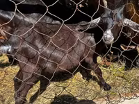 公山羊, Nubian Goat — 照片 4