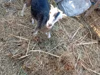 بز ماده, LaMancha goats — عکس 5