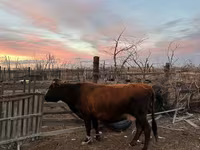 گاو ماده, Latvian Blue cattle — عکس 2