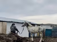 Kůň, Koně — foto 2