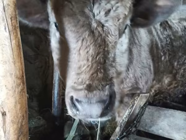 Bull, Aberdeen-Angus — Russia