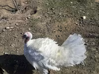 Turkeys — عکس 2