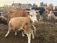 วัวตัวเมีย, Simmental cattle — รูปภาพ 4