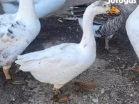 Geese — foto 2