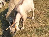 Billy Goat, Goats — photo 3