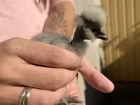 Ayam Cemani — foto 3