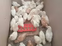 Brahma — foto 1