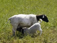 แกะตัวผู้, Dorper sheep — รูปภาพ 3