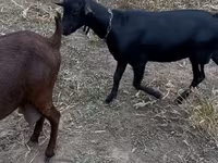 Ямааны ухна, Murcia-Granada goats — 3 зураг
