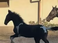 Kuda jantan, Dutch warmblood horse — foto 2