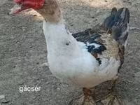 Ducks — foto 2