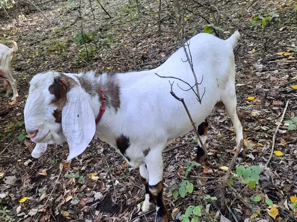 Cabro, Nubian Goat