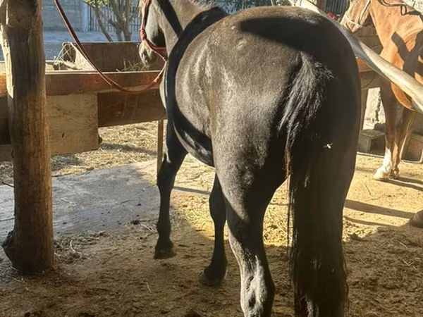 Kuda betina, Horses