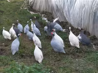 Chickens — ፎቶ 2