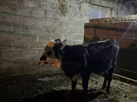 Уй, Сиырлар — сүрөт 4
