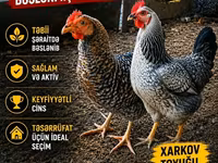 Chickens — عکس 1