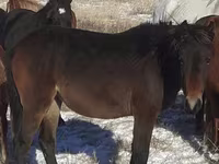 Lovak (tétel, nem megadva), Horse breed — 3. fotó