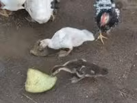 Ducks — 写真 1
