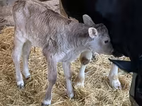 Ko, Holstein-race — foto 2