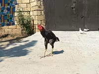 مالای گیم — عکس 4