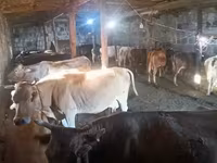 Lo’, Cattle — sawirka 2