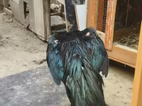 Chickens — عکس 4