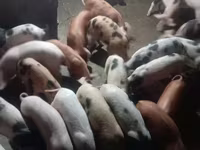 公猪, Pigs — 照片 1