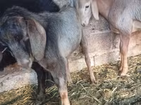 بز ماده, بز — عکس 4