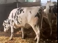 황소, Russian Black pied cattle — 사진 7