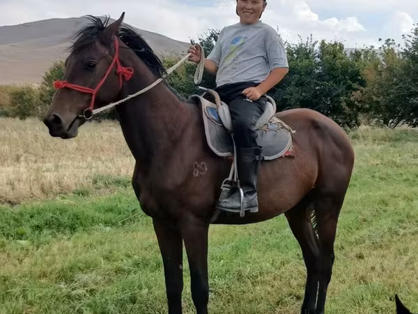اسب نر, Thoroughbred horse