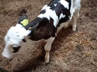 ላም, Russian Black pied cattle — ፎቶ 4