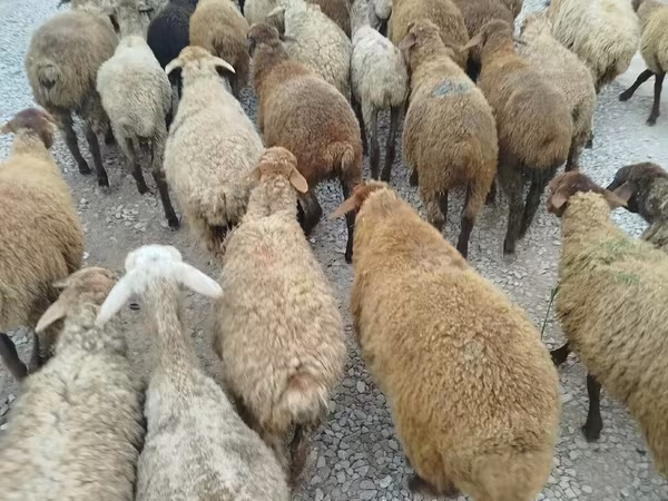 میش, گوسفند
