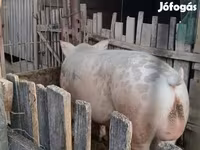 หมูป่าตัวผู้, หมู — รูปภาพ 2