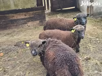 Πρόβατο, Southdown sheep — φωτογραφία 4