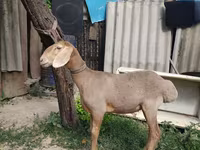 Beran, Edilbay sheep — foto 1