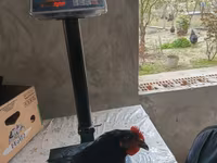 Australorp — fotografija 8