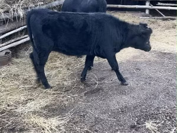 Boğa, Aberdin Angus