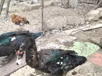 Domestic Muscovy — foto 3