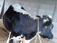 Ko, Holstein-race — foto 4