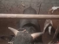 காளை, மாடுகள் — புகைப்படம் 1