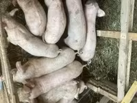 Świnie (partia, płeć nieokreślona), Świnie — zdjęcie 4