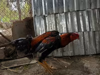 Chickens — 3 зураг