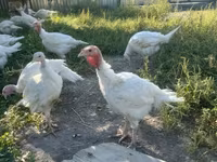 Turkeys — 照片 1