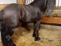 اسب نر, Friesian — عکس 2