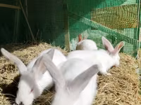Chickens — foto 1